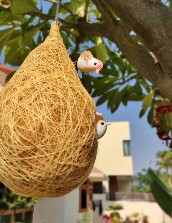 Birds