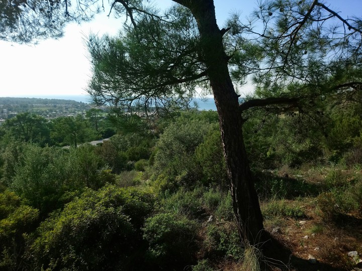 Aegean Sea view from  Behind Pine Tree