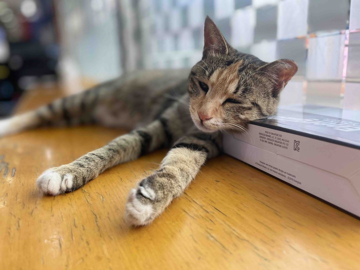 양이