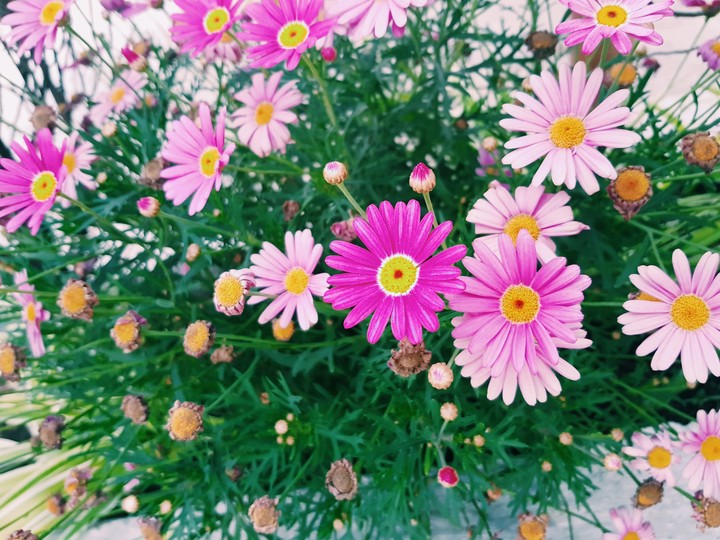 Daisy