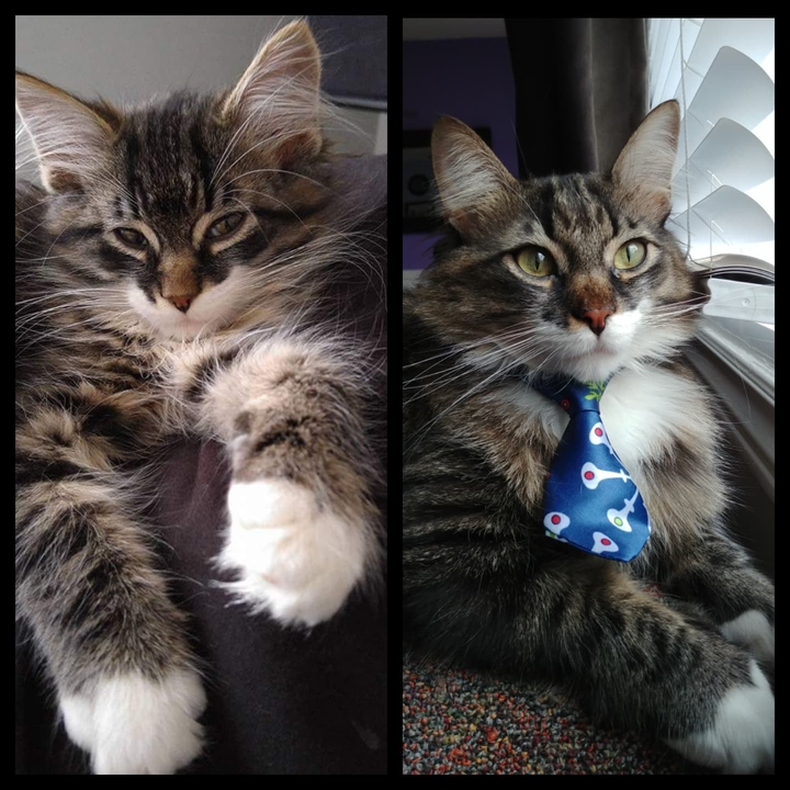 my cat Winston as a baby and as a big kitten