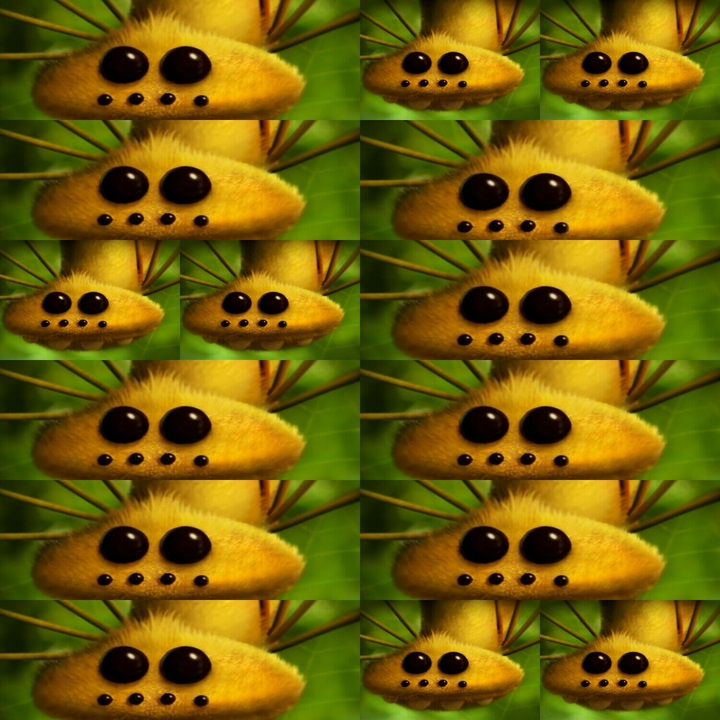 spiders