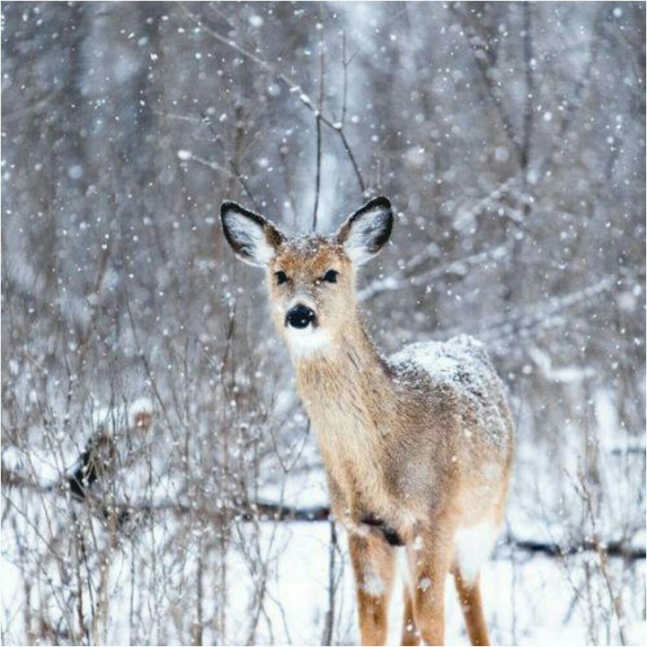 deer