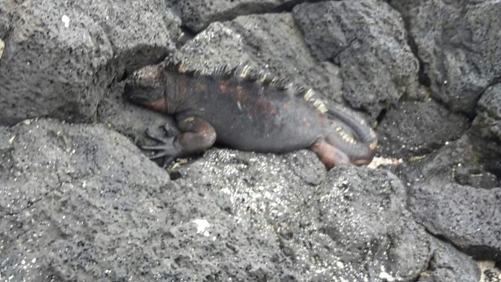 iguana Isla Galapagos