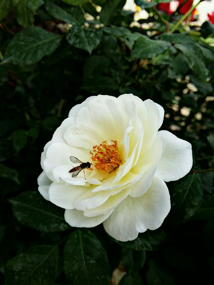 flower+honeybee in my school's garden