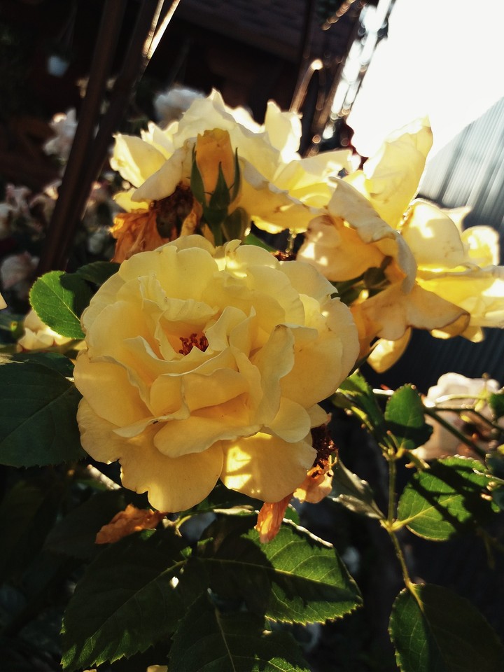 yellow rose