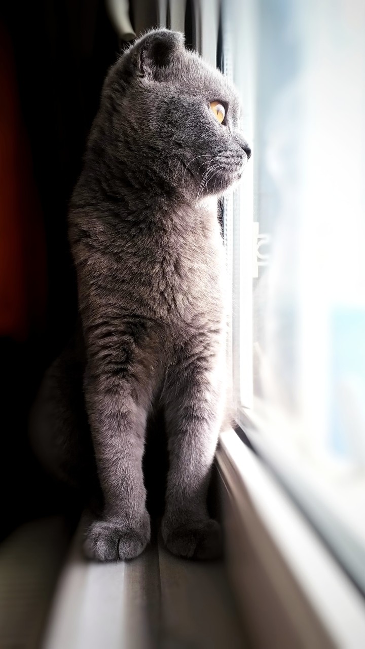 cat love