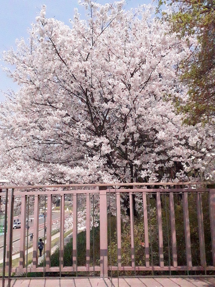 spring