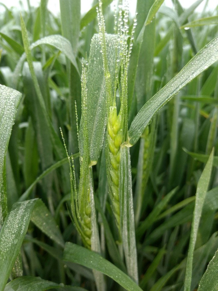 wheat from my farm