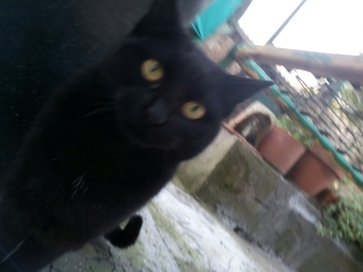 cloe