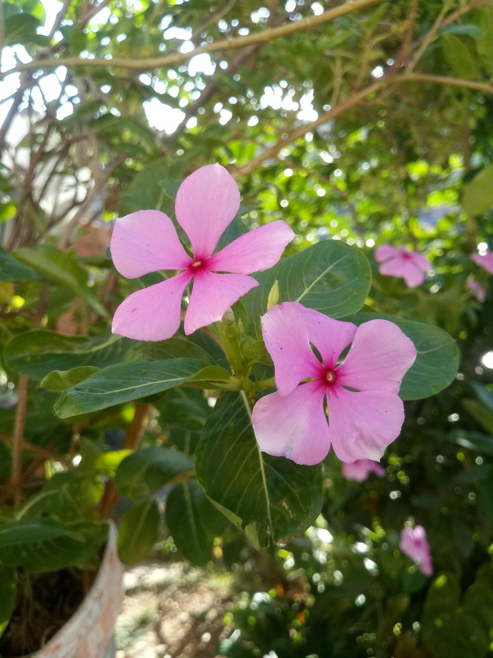 flor
