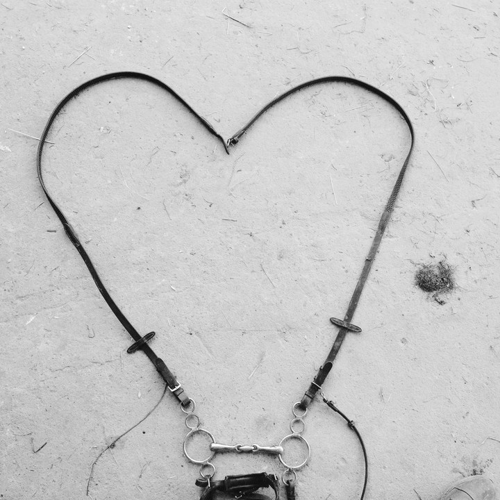 Horse heart