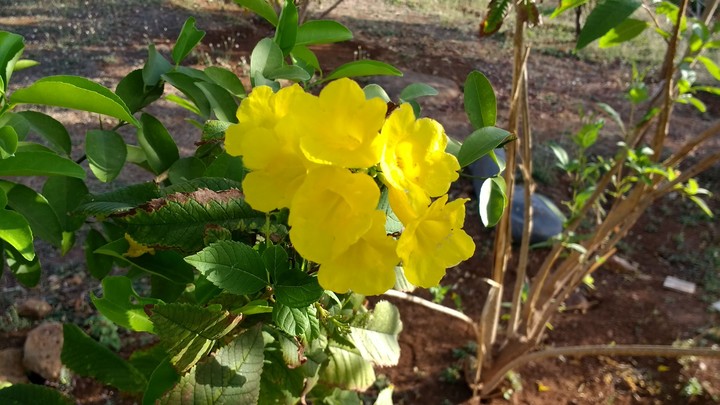 Nature 
