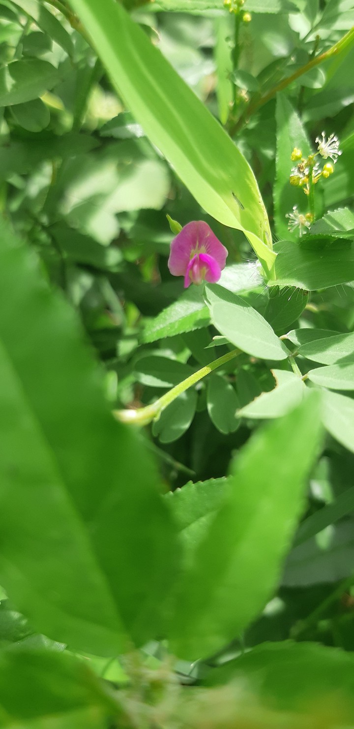 rose