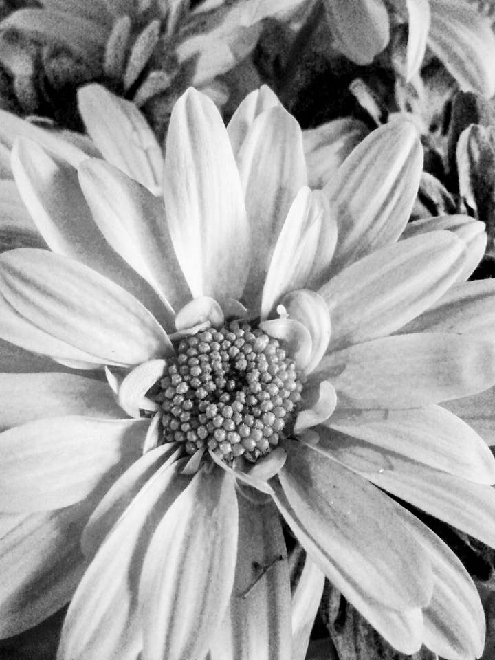 black flower