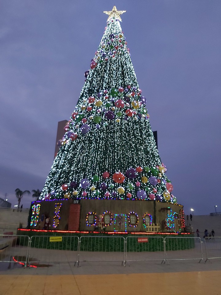 pino de Navidad torreón coahuila Mexico