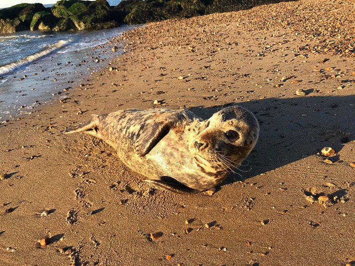 Seal