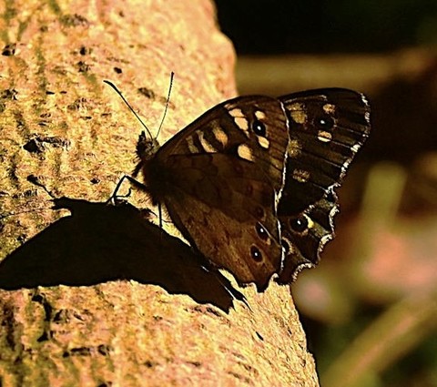 тапети insect, butterfly