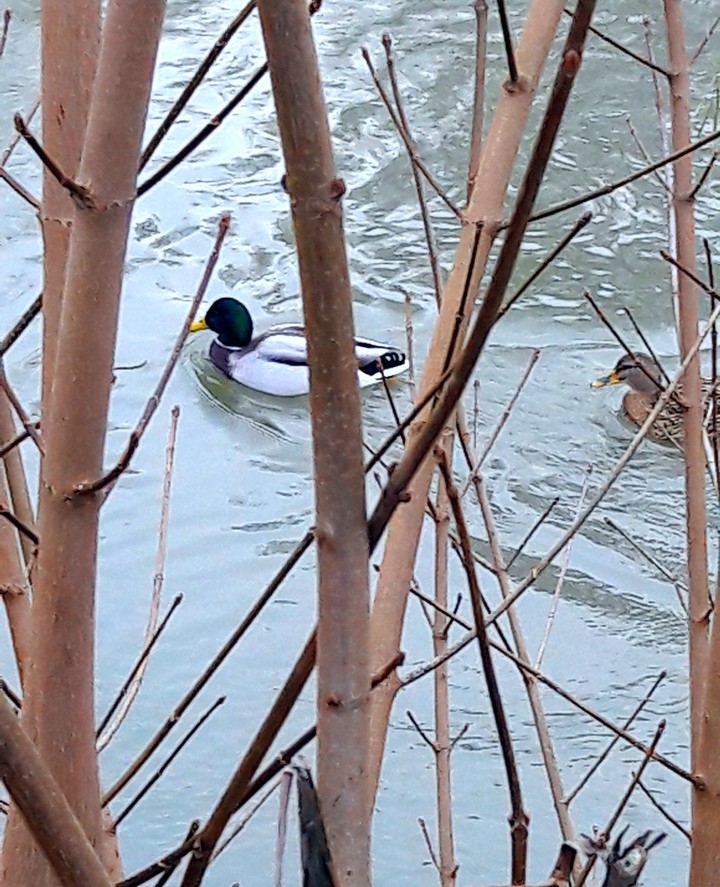 Swimming ducks
