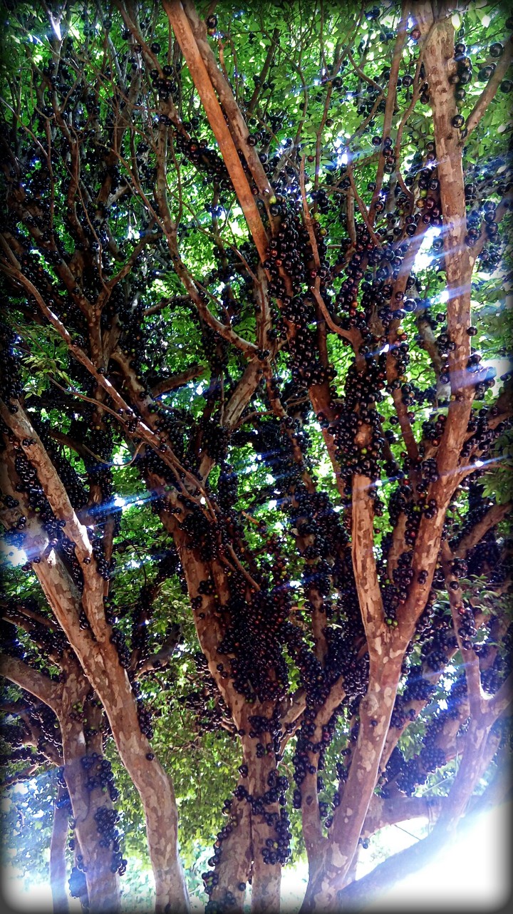 jabuticabeira