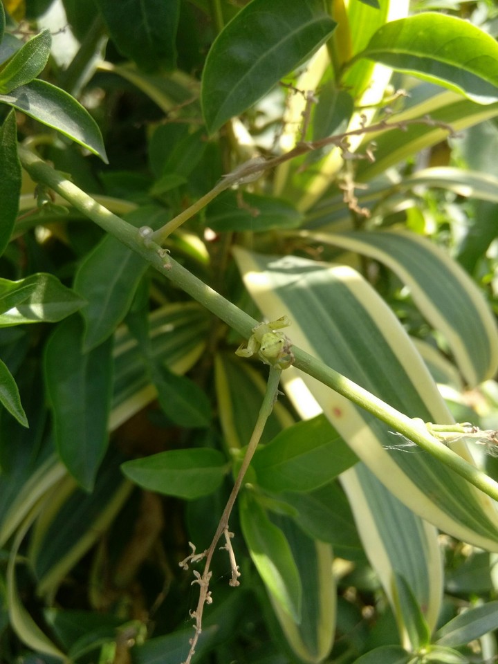 spider