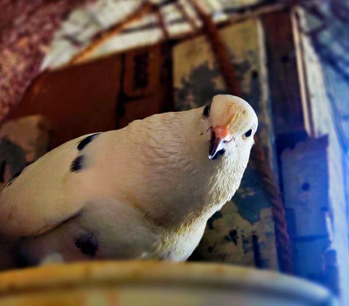 Pigeon