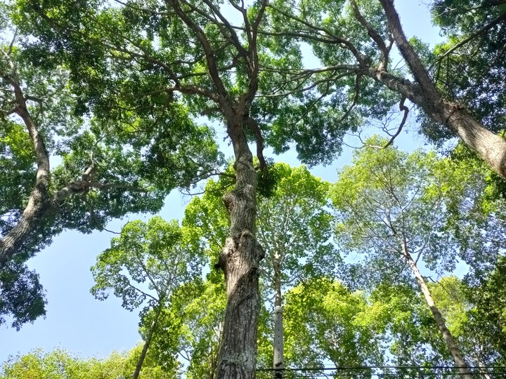 Trees