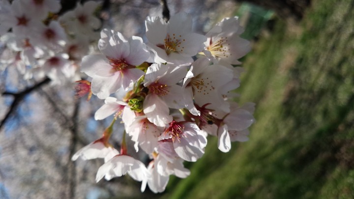 桜