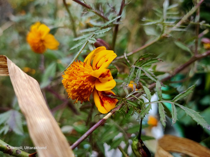 beauty of flowers