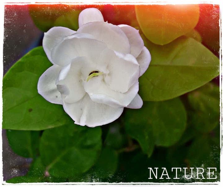 nature love