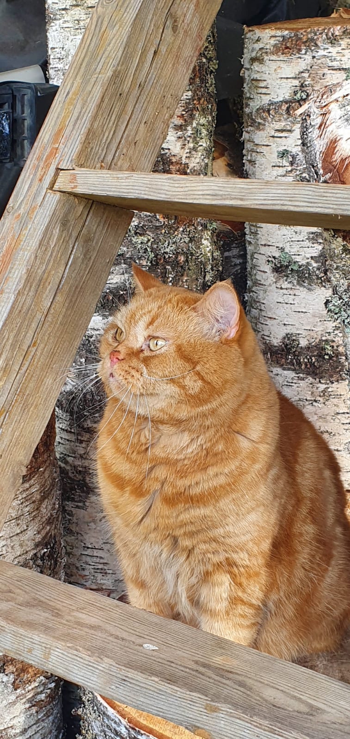 кот