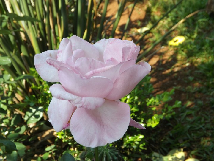 rosa