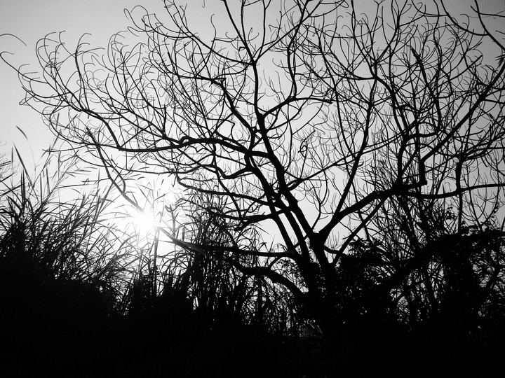tree
