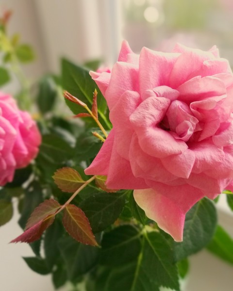 rose, pink, flower