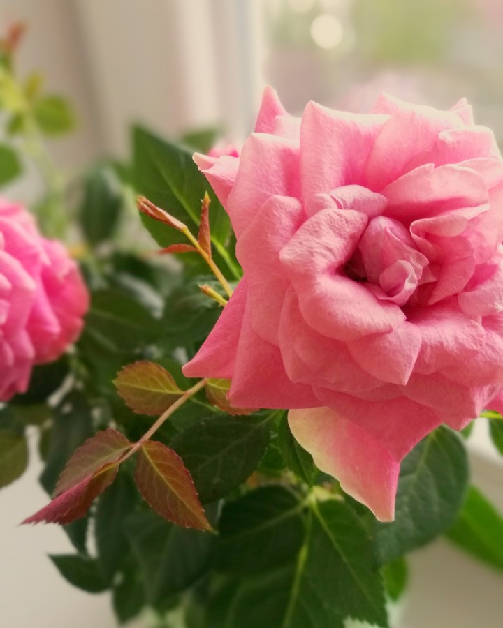 rose, pink, flower
