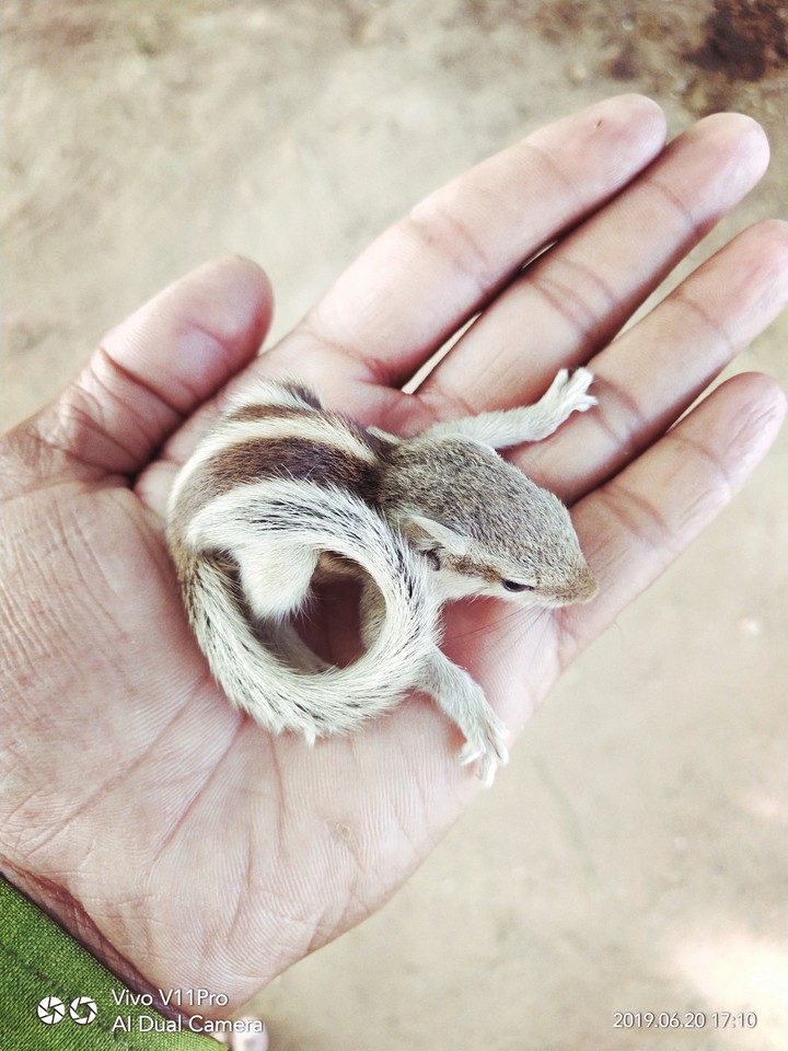 baby squirrel