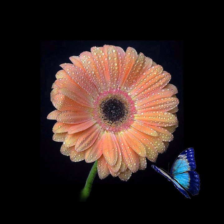 gerbera