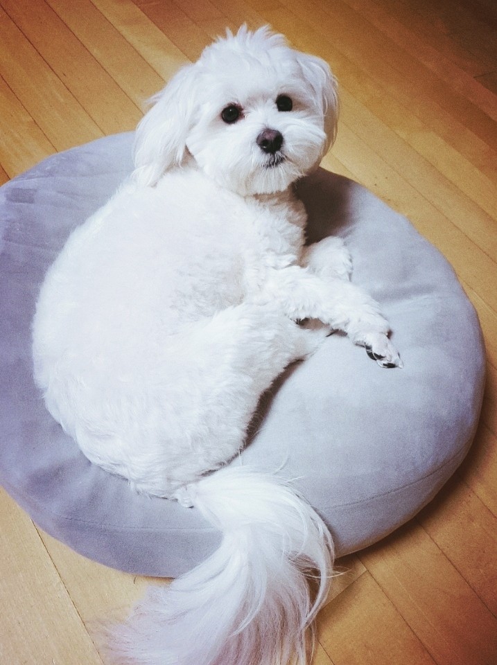토니