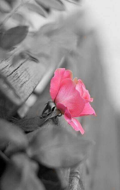 tenderness