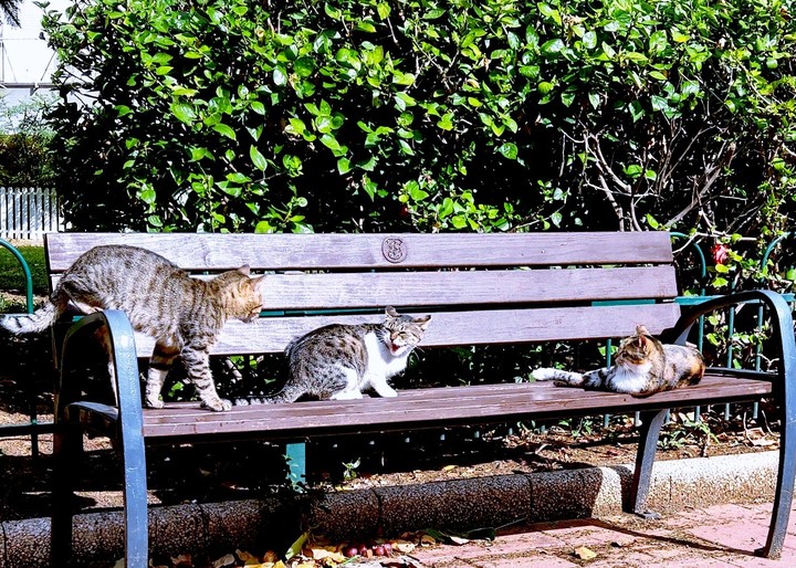 cats