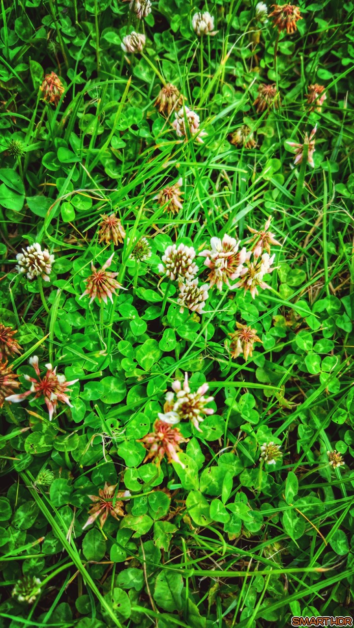 nature
