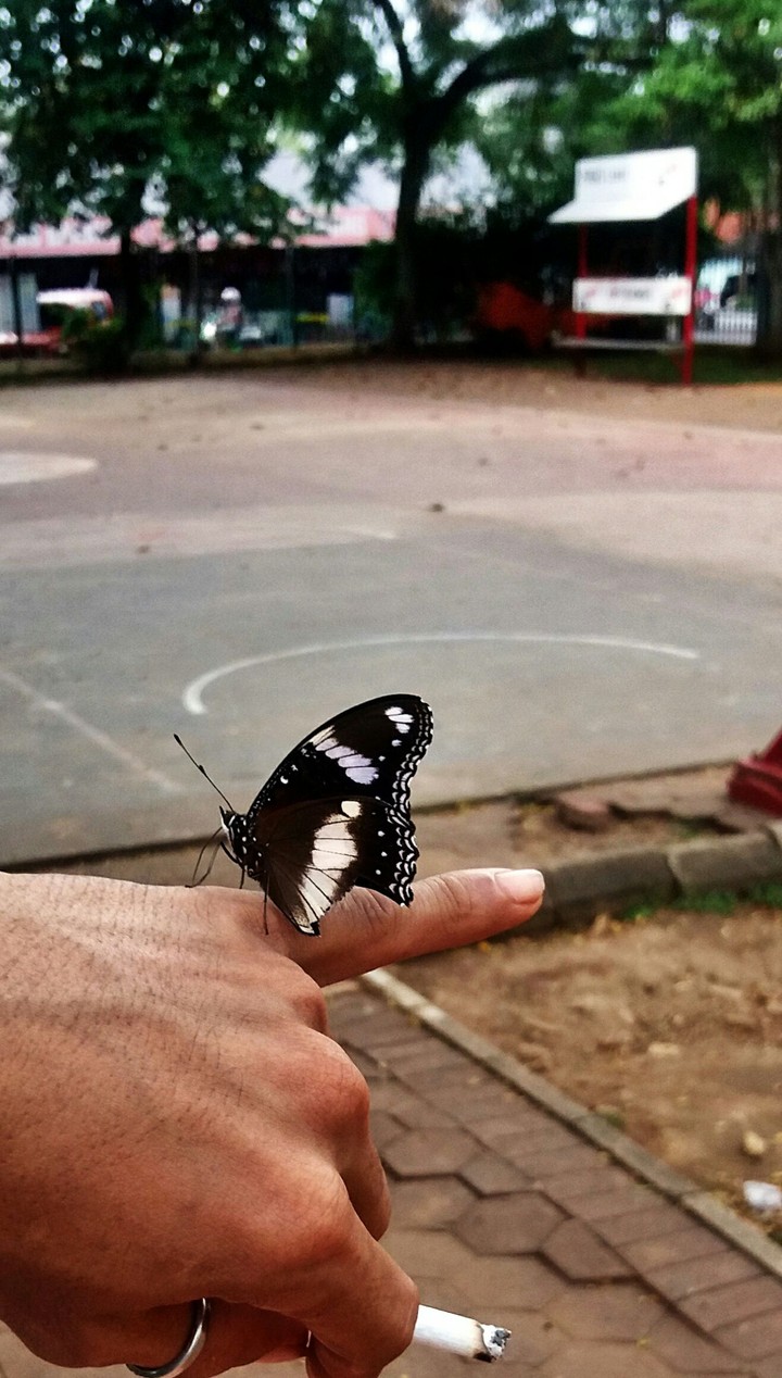 beauty buterfly