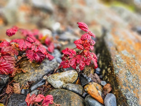 red, Autumn Hintergrundbilder