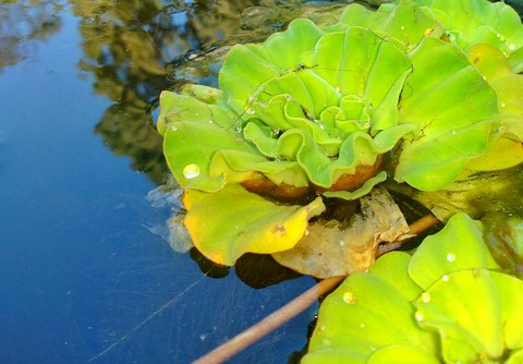 green flower