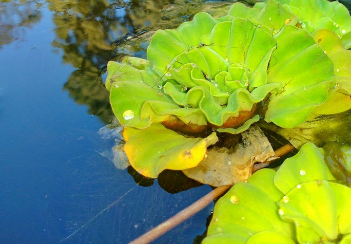 green flower