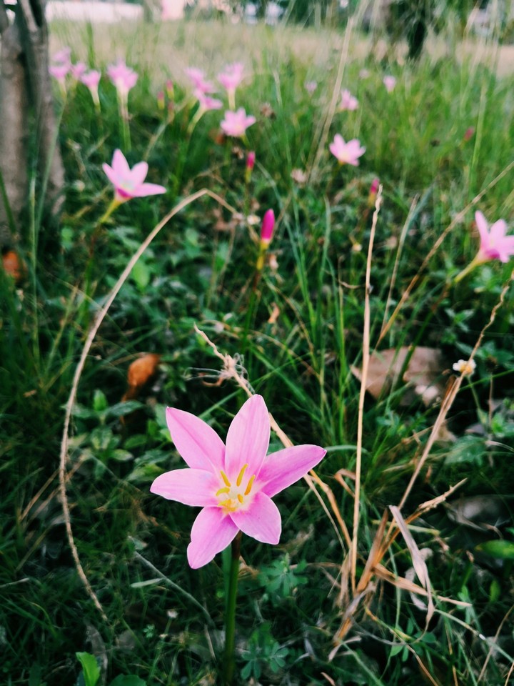 flowers