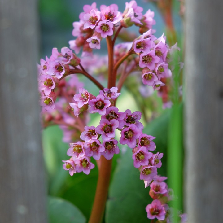 bergenia