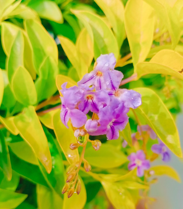 Nature's beauty