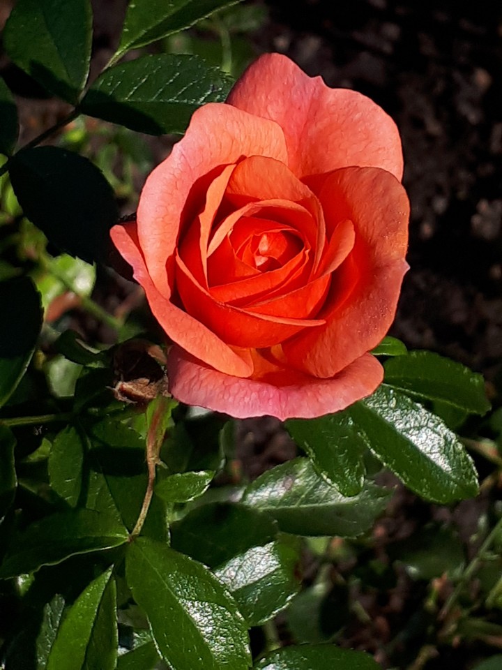 Rose