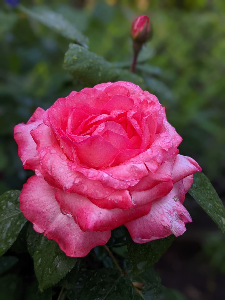 mysterious rose